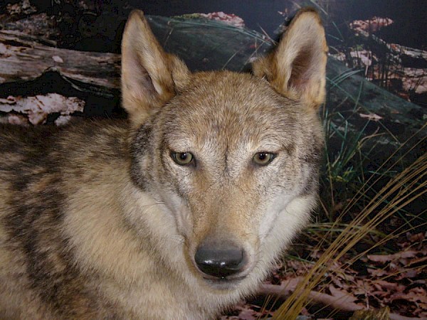 Wolf, ein Tierpräparat im Museum